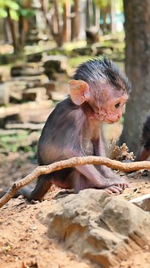 3.9K views · 69 reactions | Teeth Growth Makes Baby Monkey Explore More #monkey #cutebabymonkey | Million Monkey | Facebook