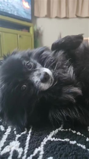 Pomeranian Love Language: Cobbing & Cleaning