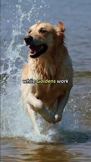 Labrador vs Golden: Same Job, Different Energy