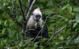 From Cliff to Cloud: Scaling Up Conservation for China's White-headed Langurs