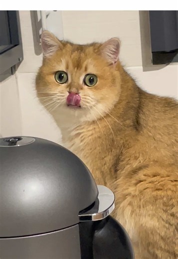 Why is my mom always so dramatic? #britishshorthair #catsoftiktok #kittenoftiktok #cutecat #funnycat