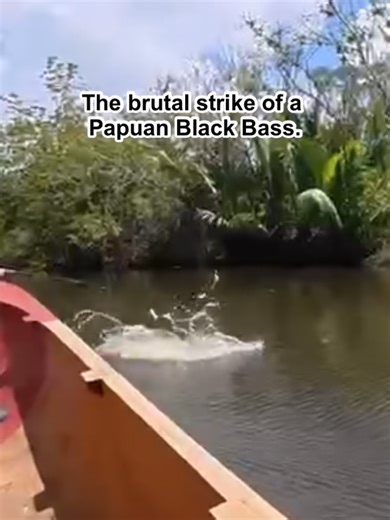 Hard Hit Black Bass Fishing Adventure