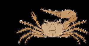 What is an example of asymmetrical animals? [2025] | QAQooking.wiki