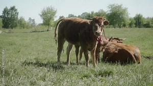 The cow is pooping pancakes out. A young heifer defecates in a meadow. Free-range farm animals. Cow manure.