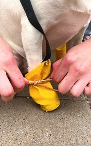 1M views · 6.2K reactions | Dog-friendly DIY projects to make your pet happy | 5-Minute Crafts Men | Facebook