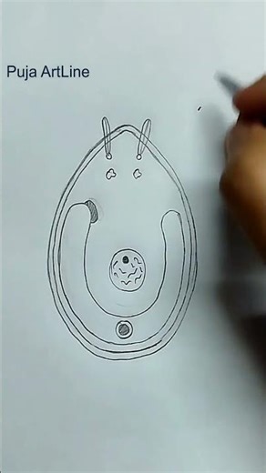 How To Draw Chlamydomonas/Chlamydomonas Dia/Biology class/Labeled Science #practical #viral #shorts