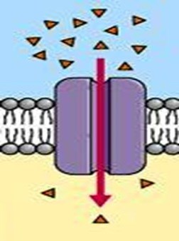 Multiple Choice Questions on Plasma Membrane