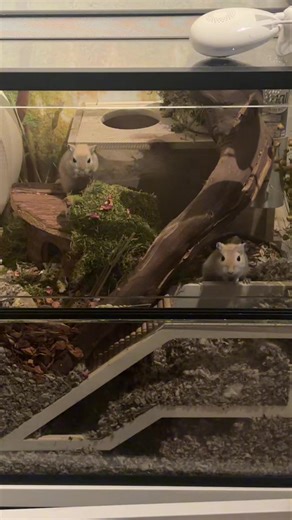 🥰🥰🥰 #gerbils #gerbilcare #rodent #smallpet #pet | gerbils