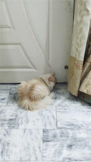 White Fluff Ball, Black Heart 💔 #cats #shorts