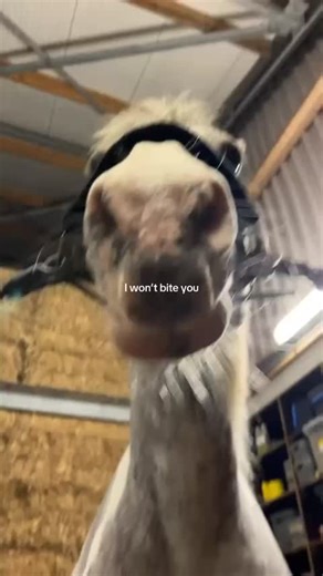 Effective Trust Training Techniques for Equestrian Horses
