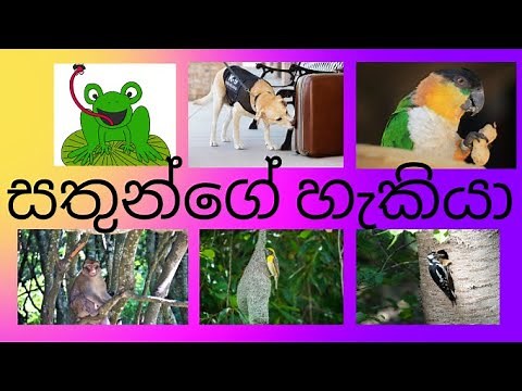 5 Parisaraya/Apa Awata Sathun/අප අවට සතුන්/Grade 3 Parisaraya/ Grade4 Parisaraya/Niwanthika Teacher