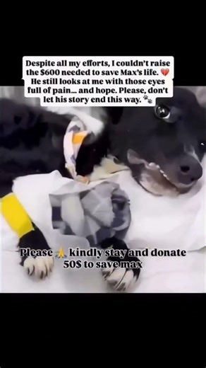 Please consider donating to help 💔#usa #canada #uk #germany