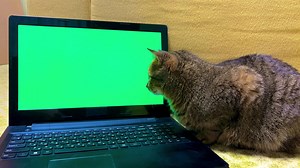 Cat looking at green monitor screen. Laptop with green screen and pet closeup. Concept of pets using technology. Advertising website for animals.