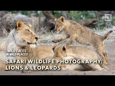 Safari Wildlife Photography | Capturing Lions, Cubs & Leopards