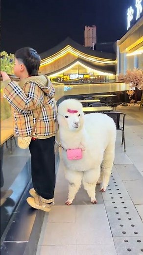 The Perfectly Polite Alpaca: A Family's Cutest Pet Debut