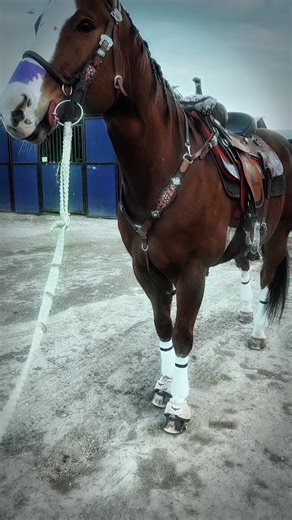 🤘 I need to go to a barrel race this season…and not just with my camera 😂 #barrelracer #barrelracing #horses