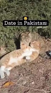 444K views · 8K reactions | Date in Pakistan 襤 #everyone | Pogo Wali Batain | Facebook