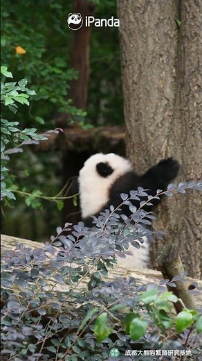 The Secret Tree-Climbing Talent Of The Panda | iPanda #shorts
