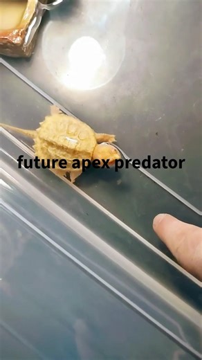 Albino Baby Snapping Turtle (Future Apex Predator)