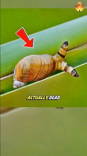 This Snail Is Dead… It Just Doesn’t Know It 😳🐌🧠