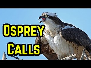 Osprey Calls | Wild Osprey Sounds in Nature