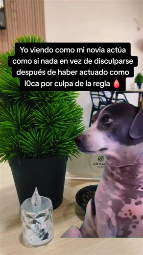 #MemeCut #Meme #CapCut #novios