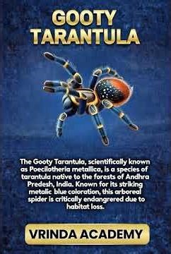 🕷️ Gooty Tarantula | World’s Most Colorful Spider | Indian Biodiversity