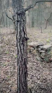 Lost Plantation Ruins Discovered in Georgia—Only This Remains!