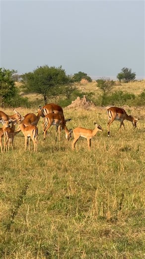 Impala: Impalas are graceful, medium-sized antelopes found in eastern and southern Africa. They are known for their agility and can leap up to 10 meters in distance. Males have curved horns, while females do not. Impalas live in herds and are common prey for predators like lions and leopards. ➡️In the Serengeti, impalas are commonly found in woodlands and savannah areas. They are alert and quick, using their speed and jumping ability to escape predators. Impalas play a key role in the ecosystem 