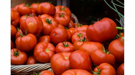 Comment planter des tomates en pleine terre ?