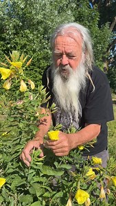 ⸻ Die Nachtkerze ist eine Heilpflanze mit leuchtend gelben Blüten, die sich abends öffnen. Ihr Spitzname „Schinkenwurz“ kommt von der Wurzel – sie färbt sich beim Kochen leicht rötlich, ähnlich wie Schinken. 🌱🐺 #natur #gesund #garten #pflanzen | Wolf-Dieter Storl