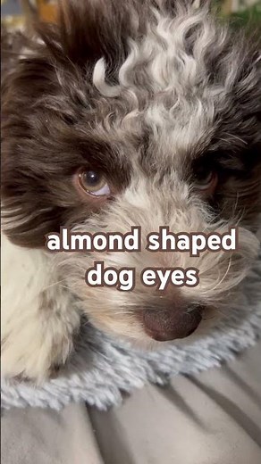 New Chocolate Havanese Puppy