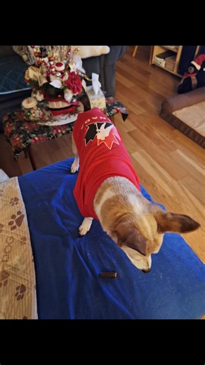 11 reactions · 5 comments | Another Boxing day tradition continues , World Juniors 2026! Let's go Canada  | Karen Taylor | Facebook