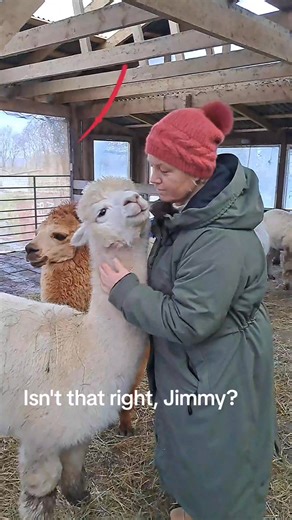 Mis loom see alpaka õigupoolest siis on? 👀 What kind of animal an alpaca actually is? 👀 #didyouknow #alpacawool #cuteanimals #alpacalove #naturalwool | Alpakafarm