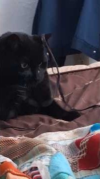 Playing string with Baby Boy