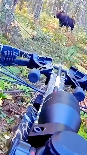 amazing shot of mosse hunting with bow#archery#hunting# mosse l#chasse#bowhunting #wildlife