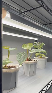 🌿✨ Maximize Your Plant Growth with Barrina T8 Grow Lights! ✨🌿 Looking for a powerful lighting solution to take your indoor garden to the next level? The Barrina T8 Grow Light is designed to deliver high power and intense light, ensuring your plants thrive from seedling to bloom. Why Choose Barrina T8? 🌟 High Power Performance: With an impressive 180W of power and 864 LEDs, this grow light replaces the traditional 1000W lights, providing your plants with the energy they need to flourish. 🌱 Hi
