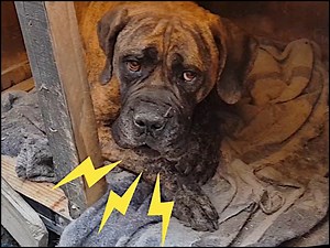 810 reactions · 92 shares | Scorpion stings are excruciating for...