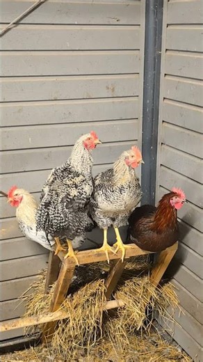 Rooster Party: Farmyard DJs in Action 🐓🎉🎶