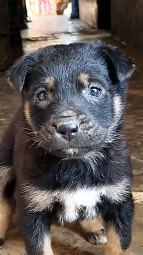 18 Days Old Rottweiler Puppy Growth Video | Sahi Develop Ho Raha Hai?