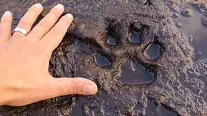 American WereWolves Looks at Eyewitness Accounts into the Dogman Phenomenon, on VOD July 5