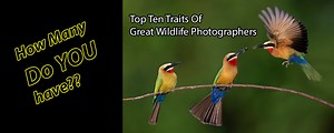 Top Ten Traits Of Great Wildlife Photographers - Backcountry Gallery
