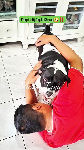 P4pi dijag4 t3rus😃‼️ #anabulpintar #anabulkesayangan #dogloveraindonesia #anjingkampung #animallovers #animalworld #doglovres #dohoftheday #dogowners #anjingpintar #anjingviral #hewaneliharaan #videoviral | Mora Jaya