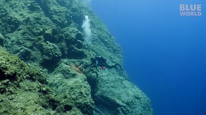 The triggerfish started biting - then something larger appeared