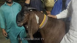 460K views · 13K reactions | World Heavy Weight Bakra ll World Record...