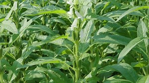 Sesame Seed Plants Crop Field Stock Footage Video (100% Royalty-free) 1108480759 | Shutterstock