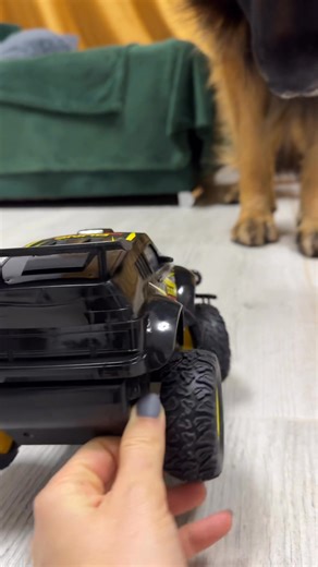 Toy Car vs German Shepherd #germanshepherd #cars #dog #Lovely #playtime | EVO the German Shepherd