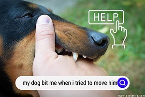 Help! My Dog Bit Me When I Tried To Move Him! - OodleLife®