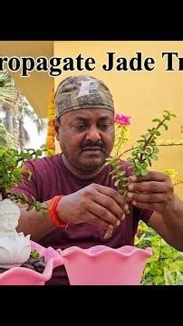 How to Propagate Jade Plant🪴 in Easy way |Ideas/Step by Step for Beautiful Bonsai|