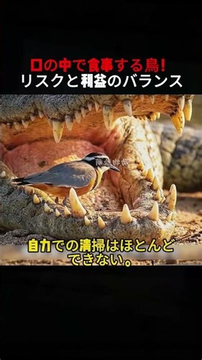 The Bird That Eats Inside a Crocodile's Mouth! Balancing Risk and Reward #Crocodile #Birds #Ecolo...